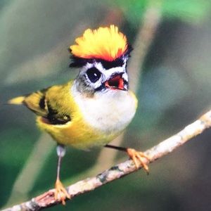 Meet your Posher, Alisa